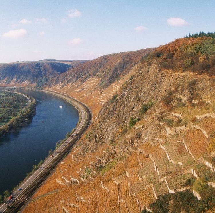 Winninger Steillagen oberhalb der Mosel