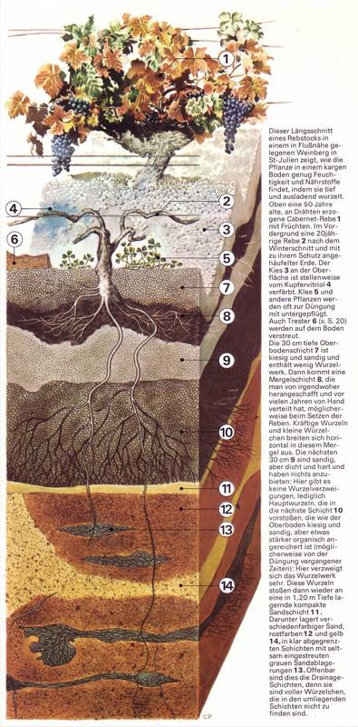 Grafik aus: Der groe Weinatlas, Hugh Johnson, Hallwag Verlag, 1972