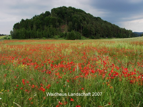 Landschaft bei Waidhaus 2007